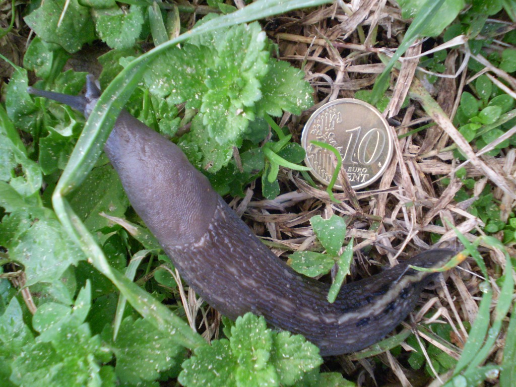 Limax aldrovandi Moquin-Tandon 1855 (Levanto SP)